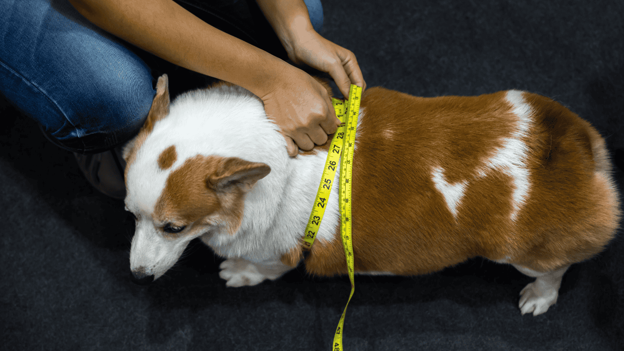 Person misst den Brustumfang eines kleinen Hundes mit Maßband; der Hund liegt ruhig auf dunklem Untergrund.