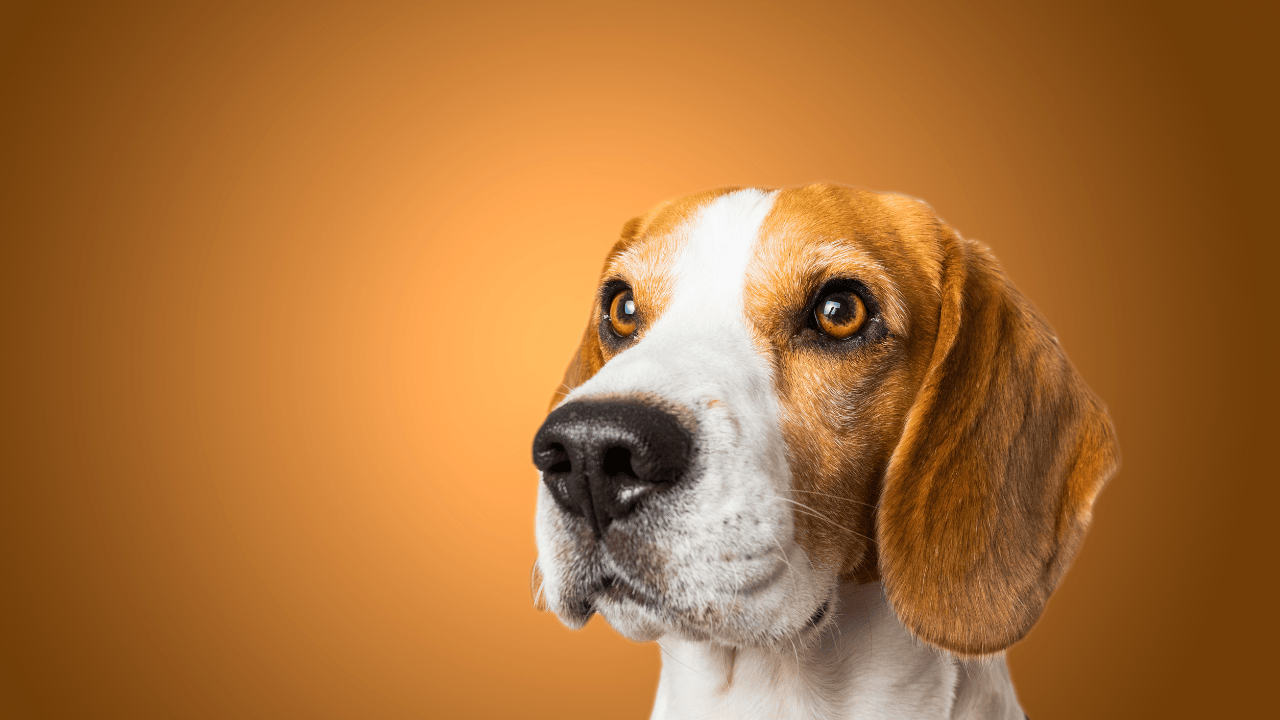 Beagle-Kopf in Nahaufnahme vor orangefarbenem Hintergrund, Blick nach links oben, Fokus auf Augen und Schnauze.