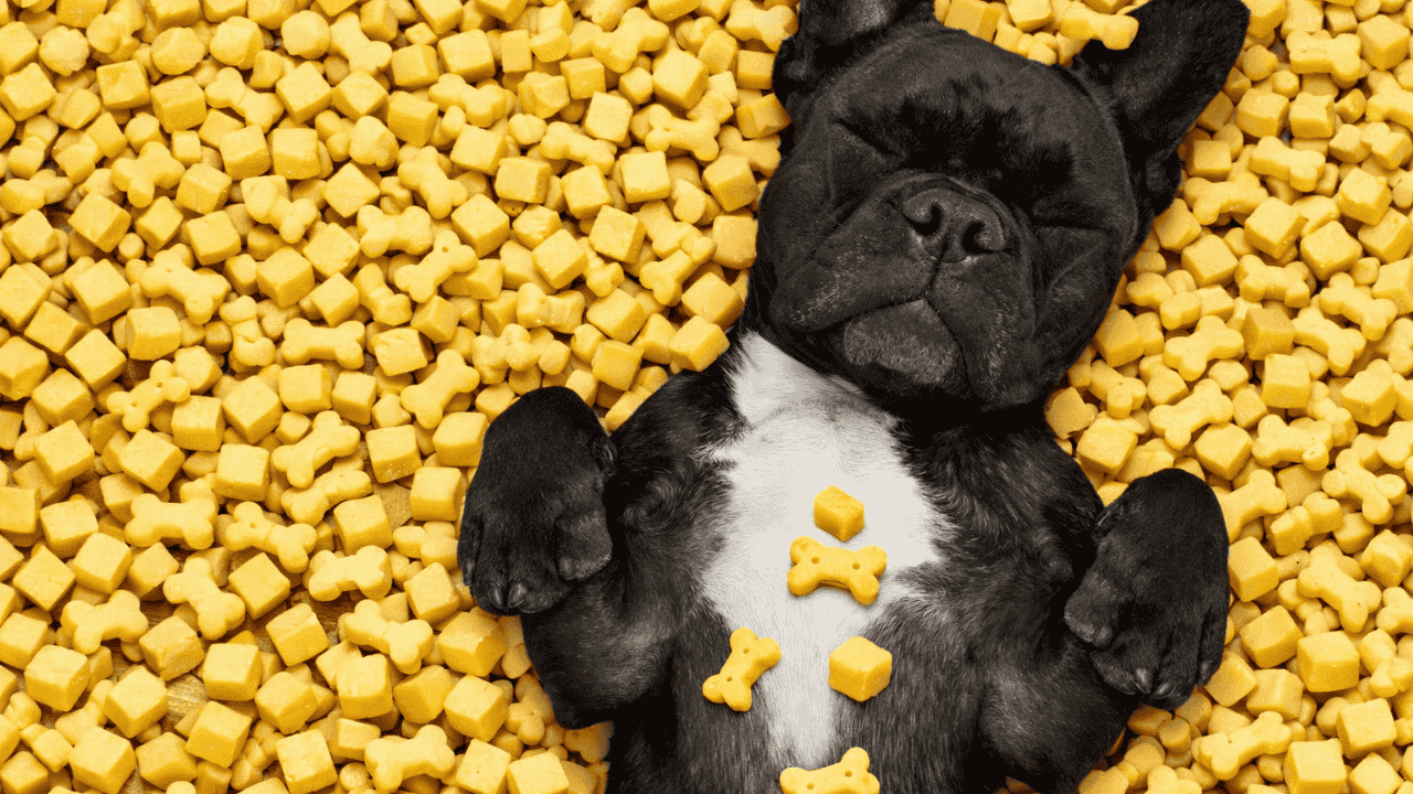 Schlafender kleiner schwarzer Hund liegt in einem Meer aus gelben Käsewürfeln und käseförmigen Knochen-Leckerlis.