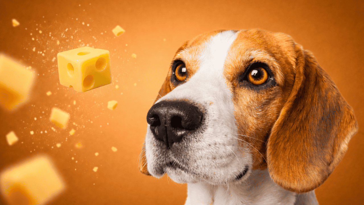 Beagle vor orangefarbenem Hintergrund schaut auf fliegende Käsewürfel; Snack-Szene mit Krümeln und Bewegung.