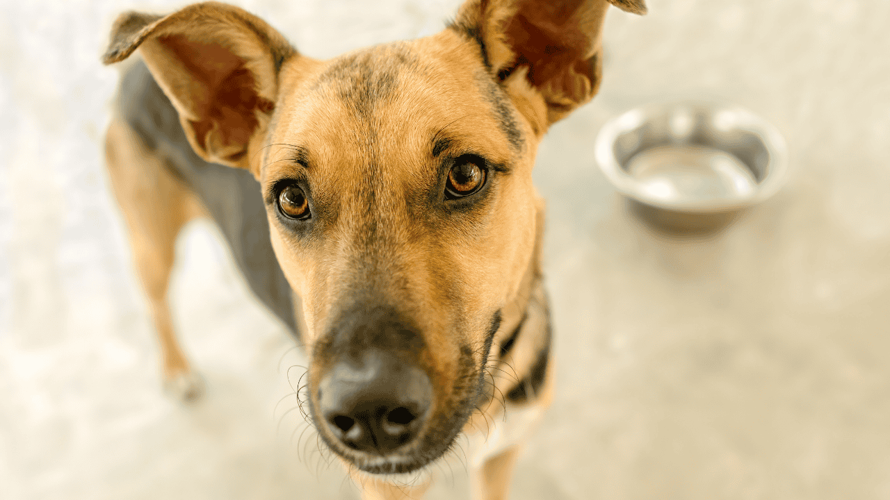 Hungriger Hund blickt in die Kamera, Futternapf unscharf im Hintergrund