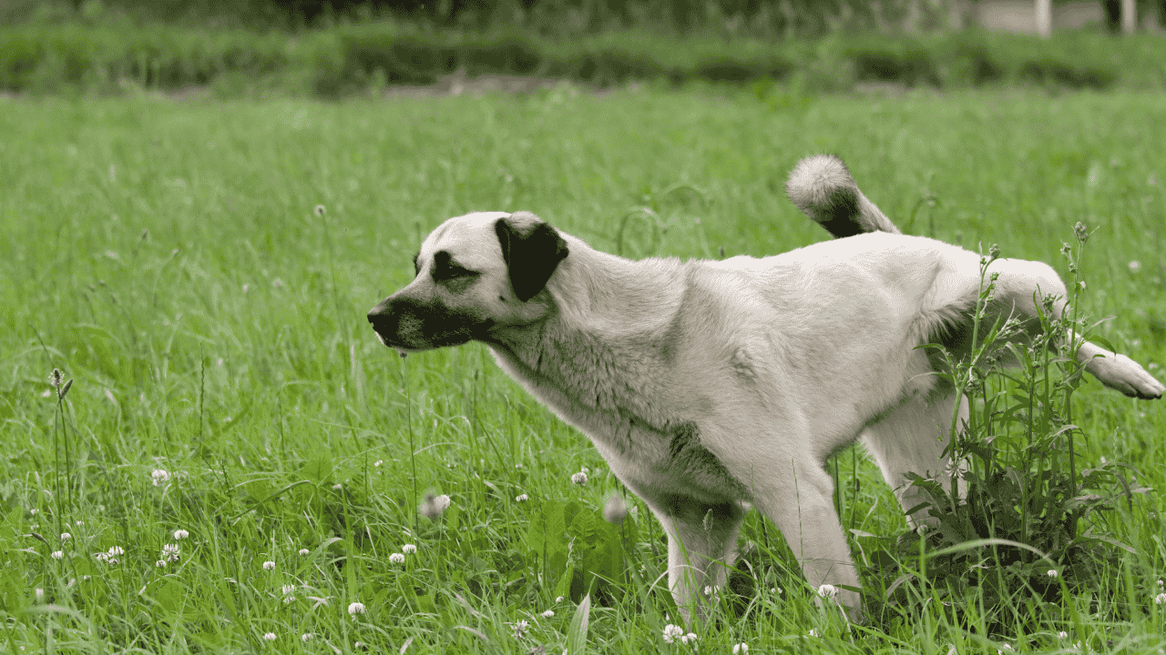 Hund uriniert im Gras auf einer Wiese