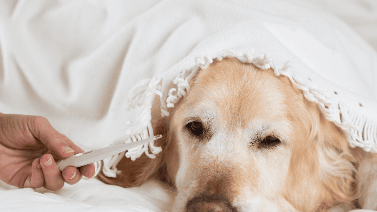 Kranker Hund mit Decke und Fieberthermometer im Ohr