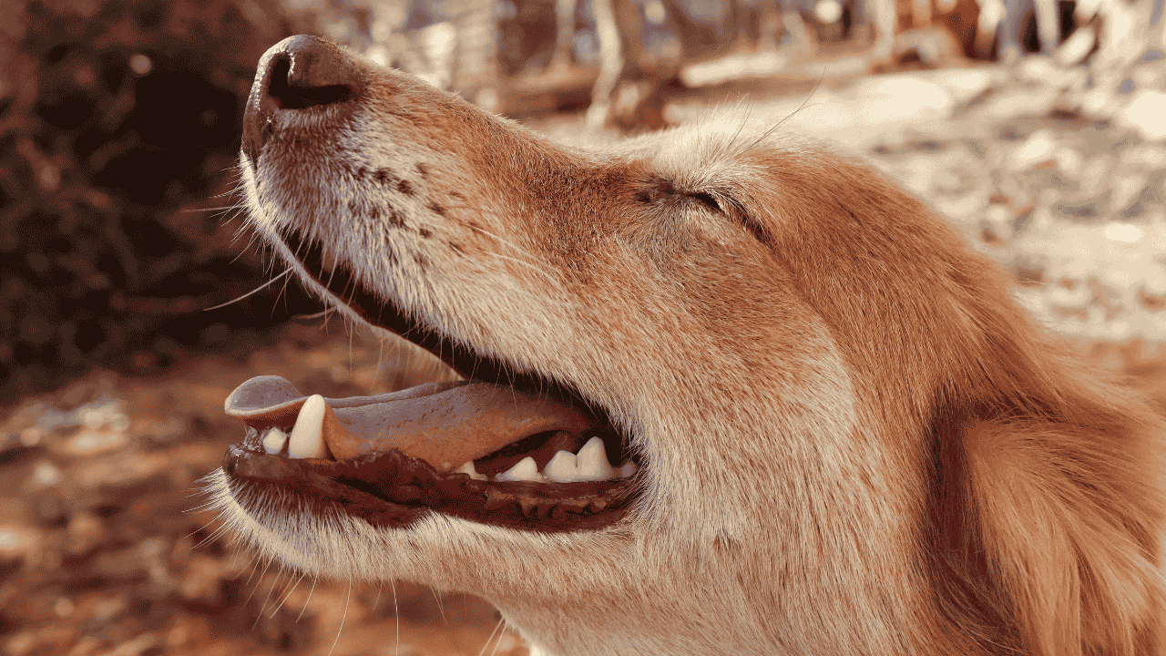 Nahaufnahme eines goldenen Hundes mit geöffnetem Maul im Freien