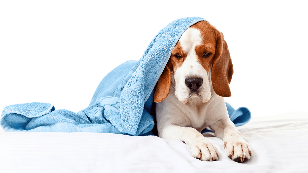 Hund liegt mit blauer Decke über dem Kopf auf weißem Untergrund