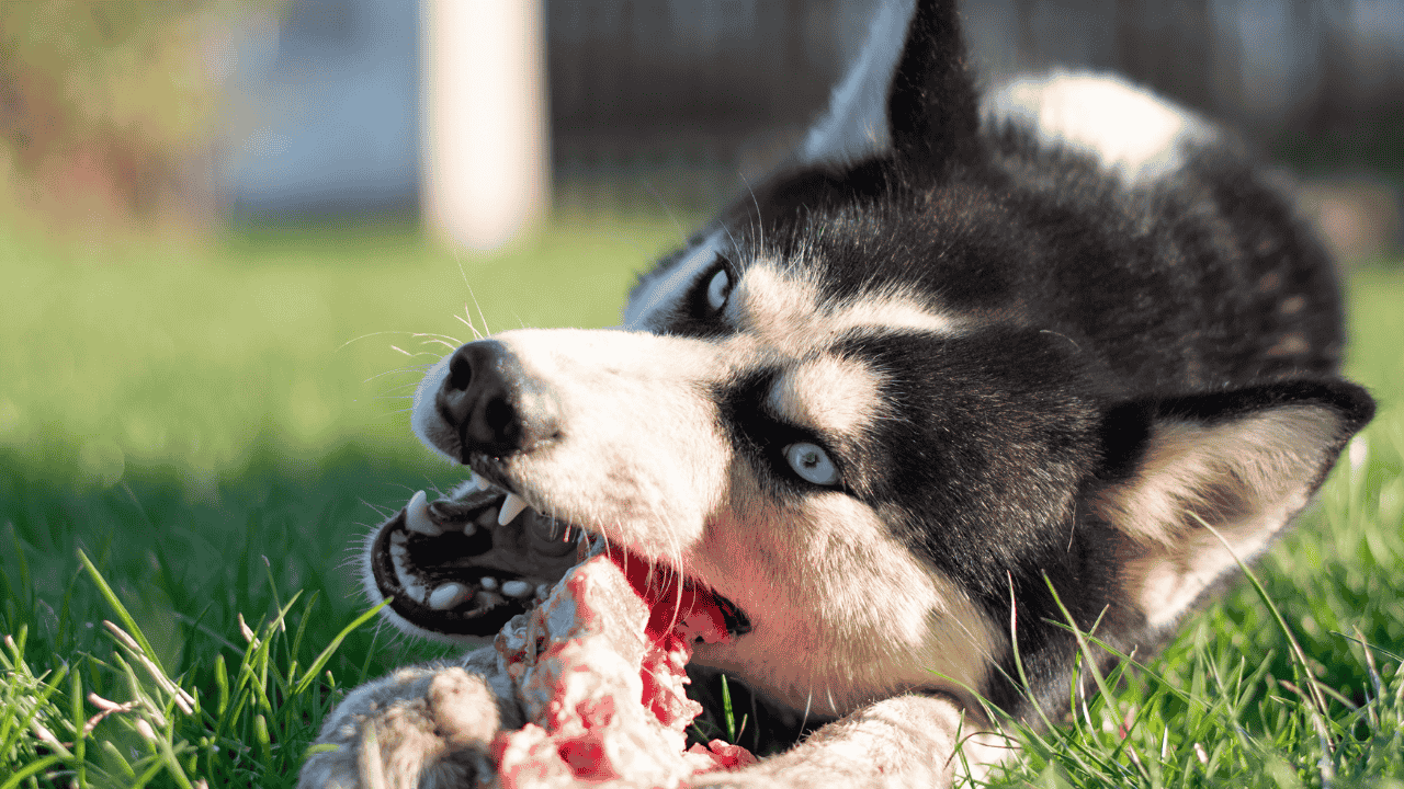 Husky liegt im Gras und kaut auf einem rohen Knochen.