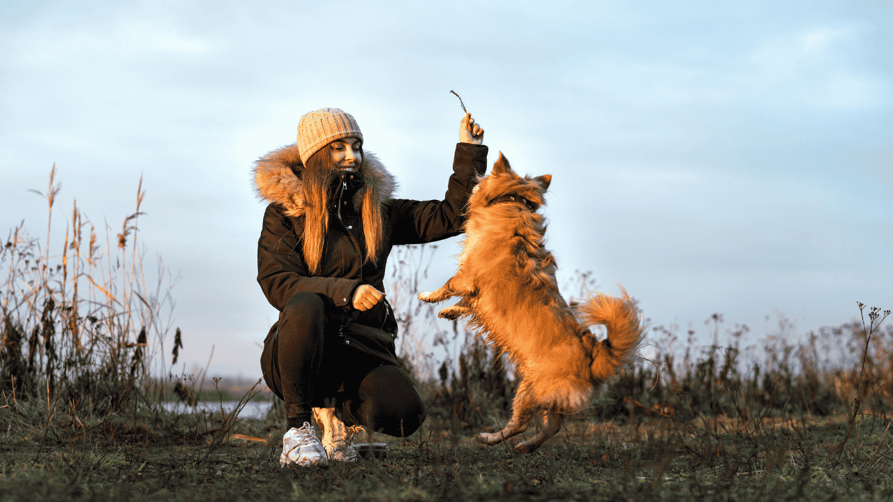 Frau trainiert kleinen Hund im Freien, der aufspringt, um nach einem Stock zu greifen.