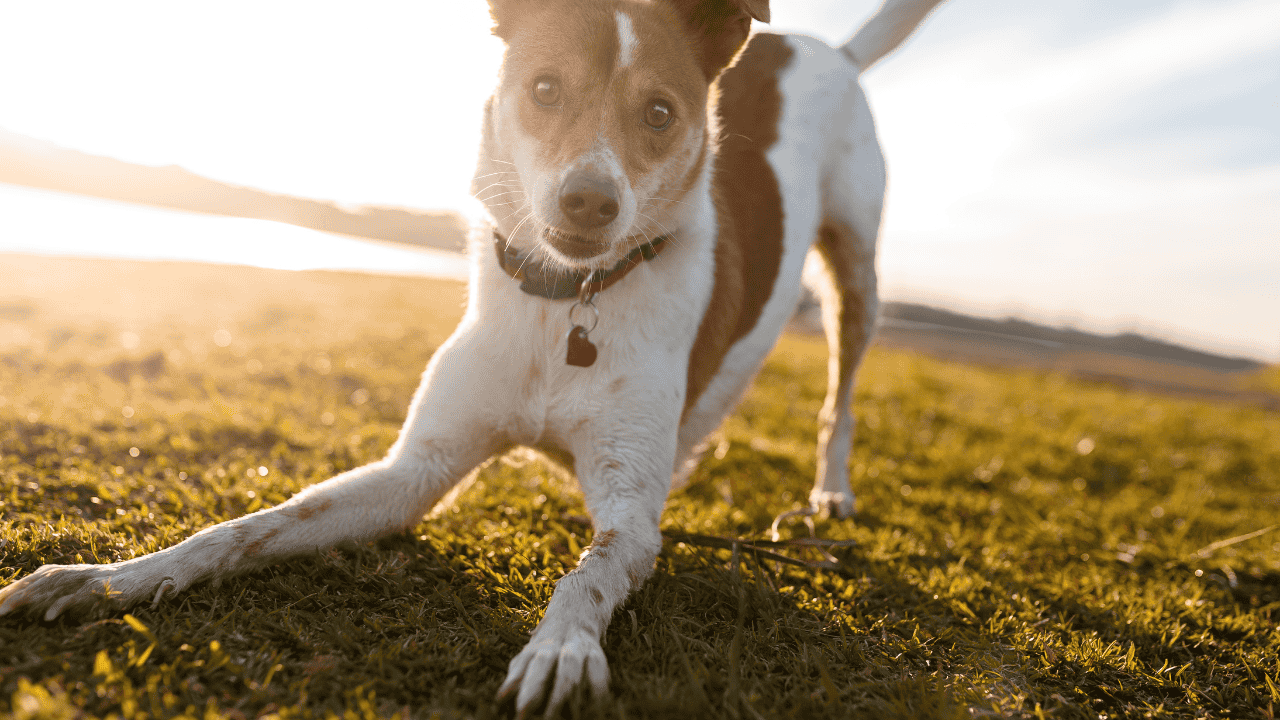 Kleiner braun-weißer Hund spielt im Gras und beugt sich neugierig zur Kamera.