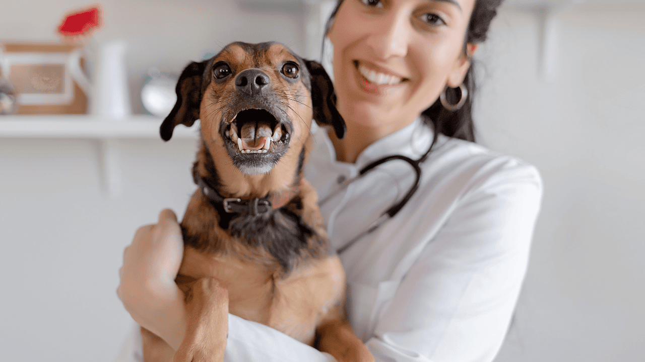 Tierärztin hält einen kleinen Hund auf dem Arm, der fröhlich mit geöffnetem Maul in die Kamera schaut.