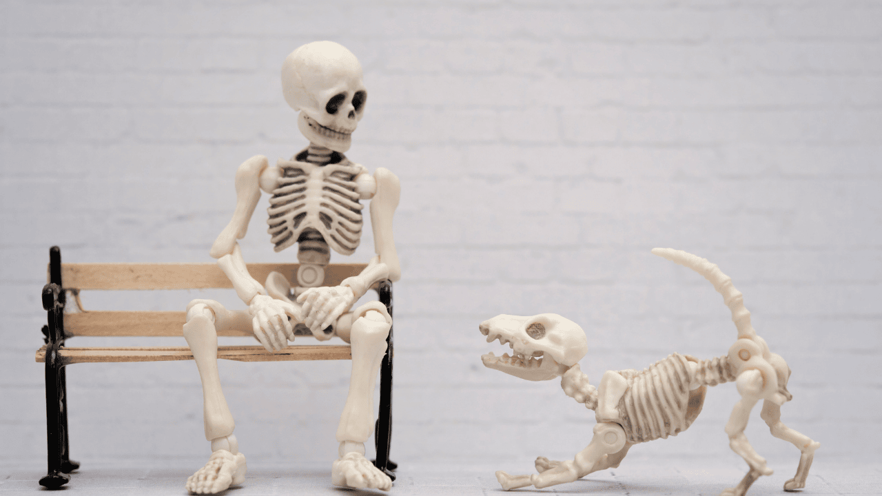 Modell eines menschlichen Skeletts sitzt auf einer Bank neben einem Hundeskelett.