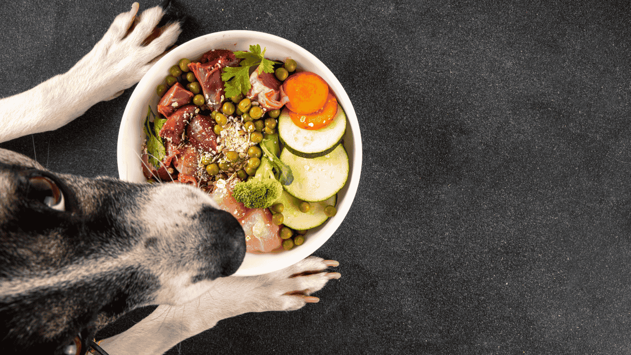 Hund schaut auf eine Schüssel mit BARF-Futter aus rohem Fleisch, Gemüse und Erbsen.