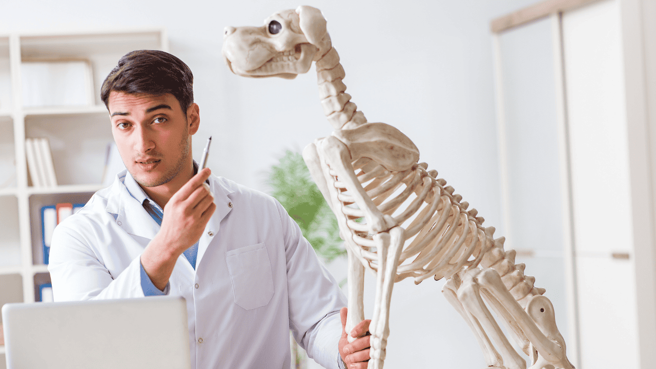 Tierarzt erklärt an einem Hundeskelett-Modell den Knochenaufbau eines Hundes.