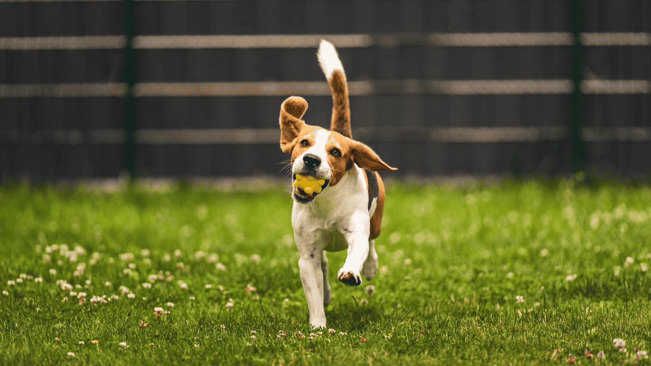 Hund läuft auf einer Wiese und trägt einen gelben Ball im Maul.