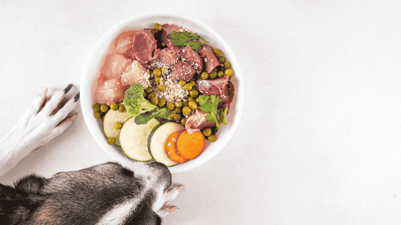Hund schnuppert an einer Schüssel mit BARF-Futter aus rohem Fleisch, Gemüse und Erbsen.