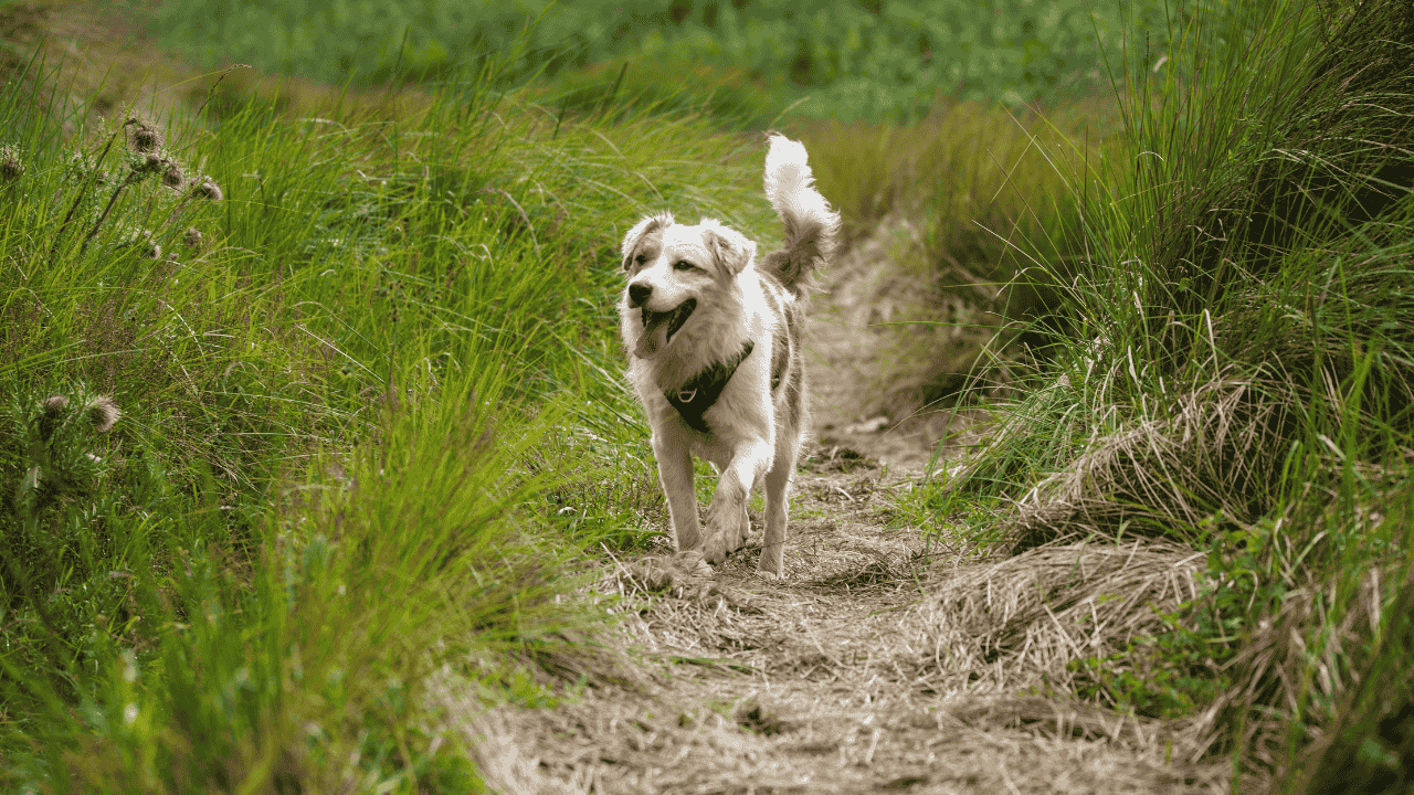 Hund läuft fröhlich auf einem schmalen Naturpfad durch hohes Gras.