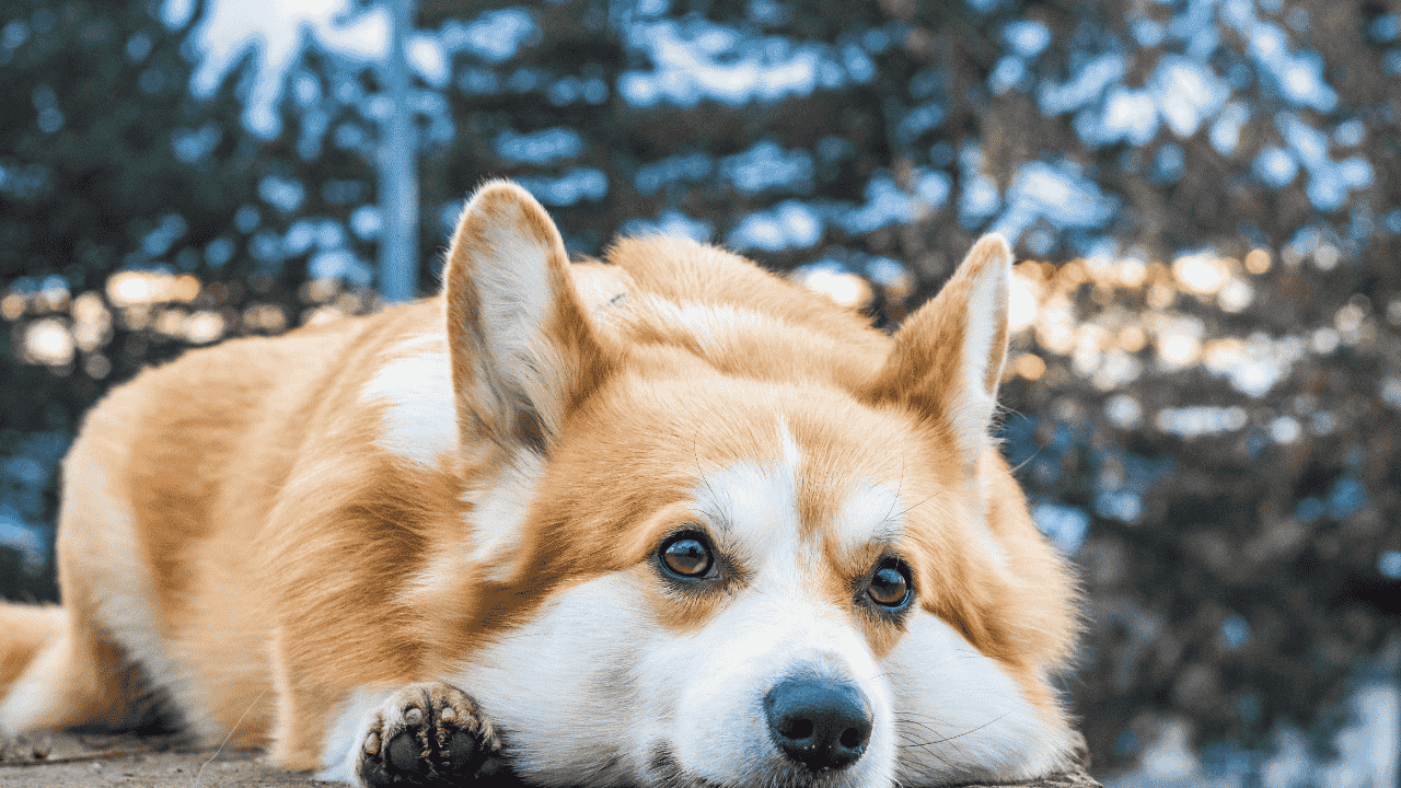 Hund liegt entspannt mit Kopf auf dem Boden und schaut ruhig nach vorne.