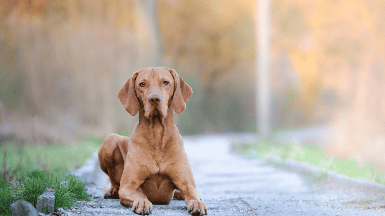Brauner Hund liegt aufmerksam auf einem Weg im Freien und schaut direkt in die Kamera.