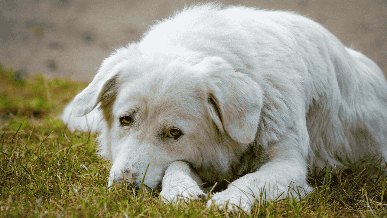 Weißer Hund liegt im Gras und wirkt ruhig, leicht müde oder nachdenklich.
