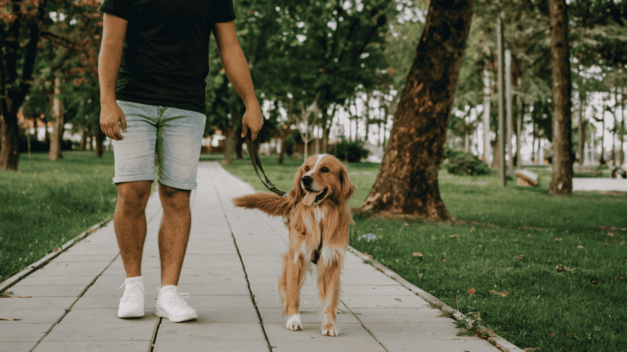 Mann geht mit Hund an der Leine entspannt durch einen Park auf einem Gehweg.