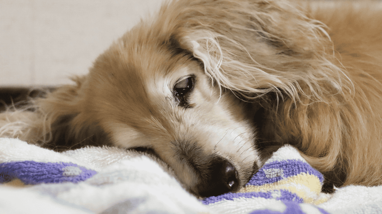 Müder Hund liegt mit traurigem Blick auf einer Decke und wirkt schlapp oder krank.