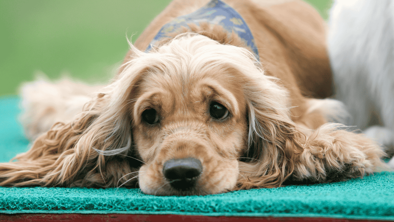 Hund liegt mit traurigem Blick flach auf einer Unterlage und wirkt ruhig oder niedergeschlagen.