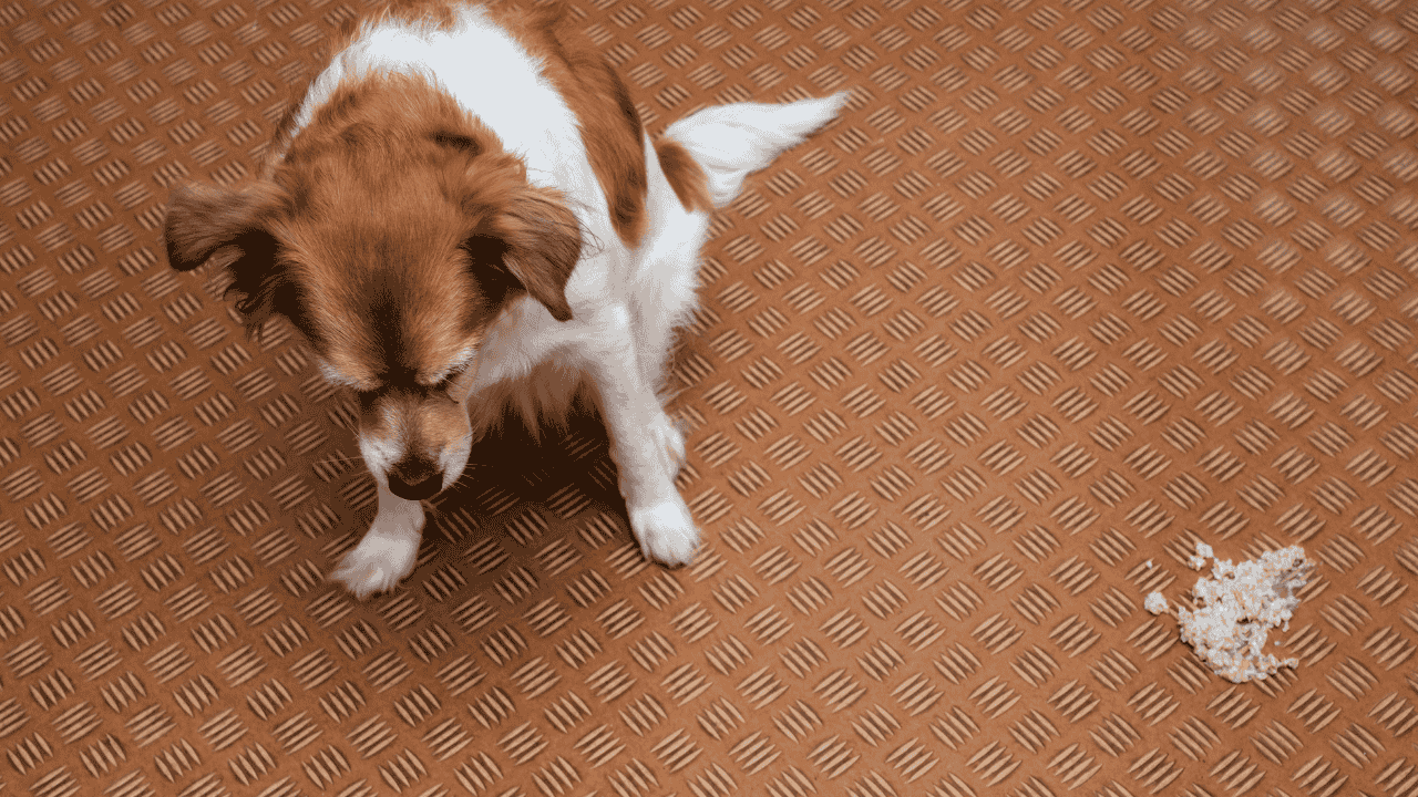 Hund sitzt neben Erbrochenem auf strukturiertem Boden